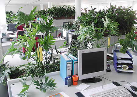 grünes büro pflanzen