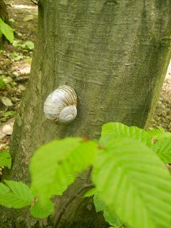 schnecke-zielerreichung.JPG