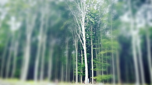 Sohnemann-Wald
