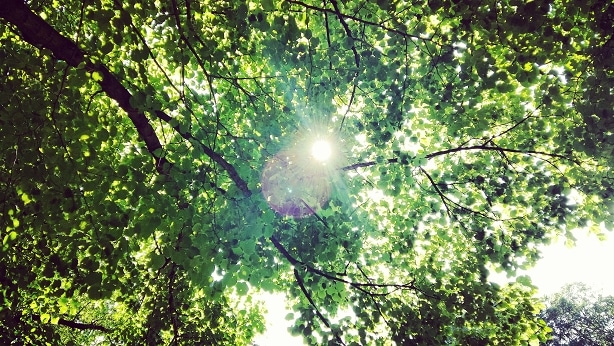 Unter_Baum